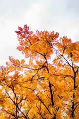 orange autumn leaf leaves tree branch