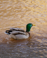 Mallard duck flying at lakeside. High quality photo