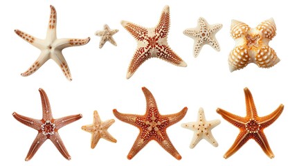 Fototapeta na wymiar Set of Starfish
