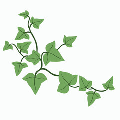 Obraz premium Floral ivy drawing decorative ornament flat design.
