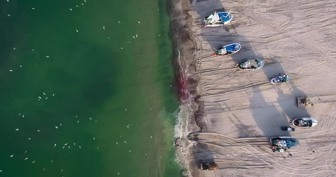 The fishermen's boats have landed on Thorup Beach. The tractor levels the sand on the beach. There is blood at the water's edge. Lots of seagulls fly over the sea.