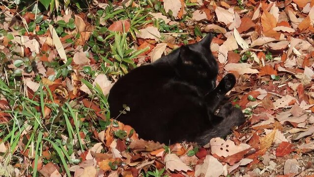 落ち葉の上で毛づくろいする黒猫