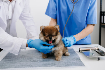 Two doctors are examining him. Veterinary medicine concept. Pomeranian in a clinic..