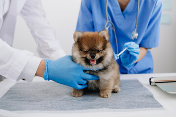 Two doctors are examining him. Veterinary medicine concept. Pomeranian in a clinic..