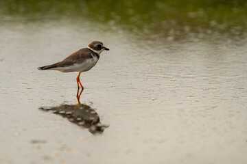 Semipalmated plover bird in the water with a beautiful reflection