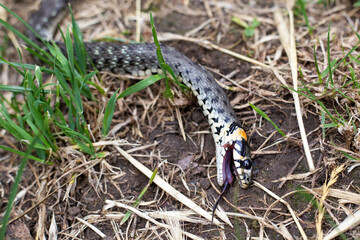 A snake with yellow spots on its head lies dead in the grass on the lawn