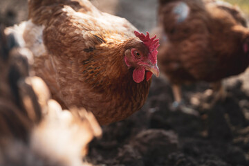 Close up of a hen on the chicken farm. Organic farm. Sustainable lifestyle. Free range.