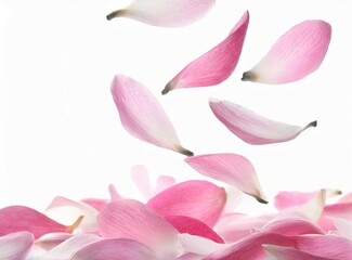 Pink petals on white background. Spa/Beauty Concept.