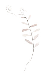 Watercolor floral delicate blush pink wild mouse peas branch. 