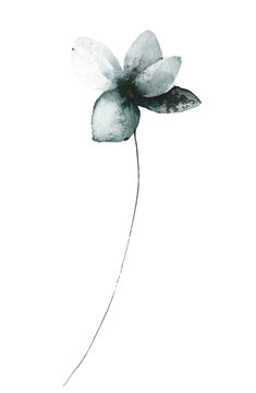 Watercolor floral grunge style gray, blue and black wild chamomile flower. Hand drawn illustration. 