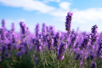 A captivating view of vibrant lavender flowers basking in the warm glow of the setting sun