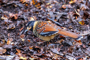 A spotted laughingthrush, Ianthocincla ocellata, foraging in fallen leaves. Endemic to Bhutan, China, India, Myanmar, and Nepal. Its natural habitat is subtropical or tropical moist forests