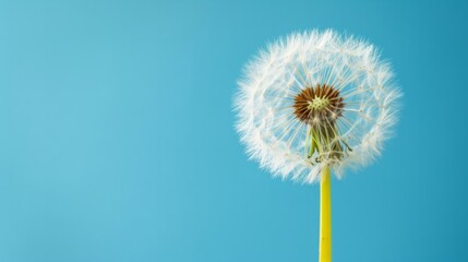 Dandelion with seeds blowing away in the wind across a clear blue sky with copy space.