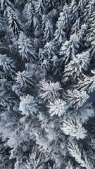 snow covered branches