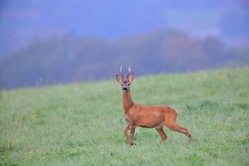 Portrait of a roe deer with antlers on a green meadow in the pasture