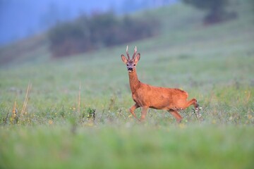 Portrait of a roe deer with antlers on a green meadow in the pasture