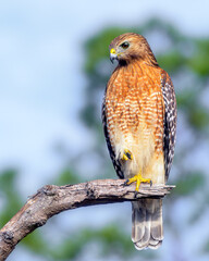 Red shouldered hawk perched on the end of a broken limb