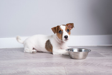 A funny little Jack Russell terrier puppy on the floor near an empty bowl. A puppy background for...