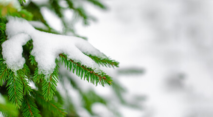 Winter bright background with snow-covered pine branches in the sun. Natural background. Perspective of space.