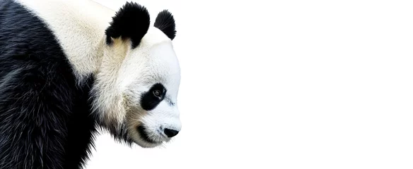 Foto op Aluminium giant panda eating bamboo © Saad