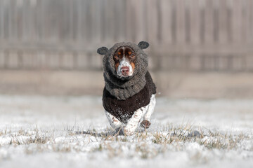 funny dachshund dogs in warm clothes on a snowy winter walk