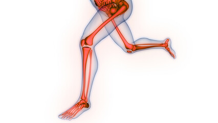 Obraz na płótnie Canvas Human Skeleton System Bone Joints Anatomy