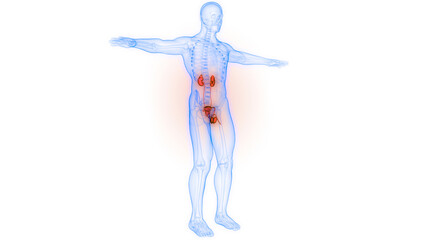 Human Urinary System Kidneys with Bladder Anatomy