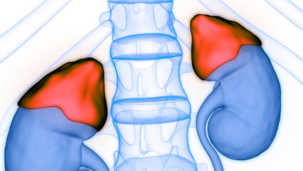 Human Body Glands Adrenal Gland Anatomy