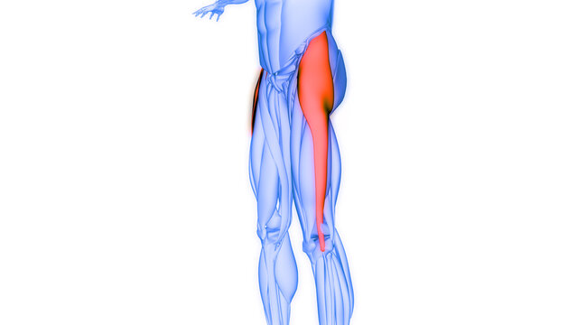 Human Muscular System Leg Muscles Tensor Fasciae Latae Muscles Anatomy
