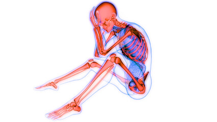 Human Skeleton System Bone Joints Anatomy