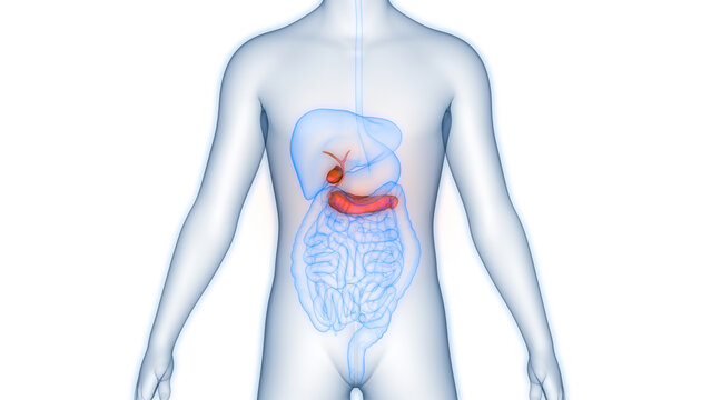 Human Internal Organs Pancreas with Gallbladder Anatomy