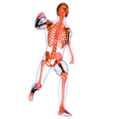 Human Skeleton System Bone Joints Anatomy