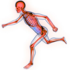 Human Skeleton System Bone Joints Anatomy