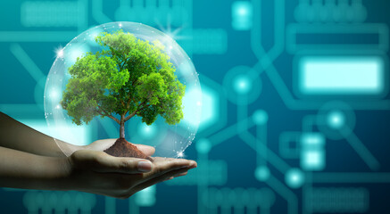 Human hand holding growing tree with wireframe globe. Network connection and Circuit Converging...