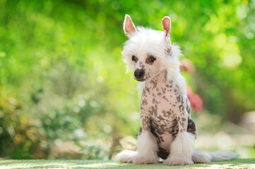 chinese crested dog wonderful cute puppy portraits on natural green background