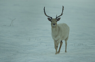 Obraz premium white deer