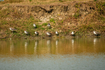 Few plover birds with a cute look. Bird: Kentish Plover. Charadrius alexandrinus. Colorful nature background.