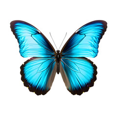 Blue glowing butterfly isolated,  transparent PNG Background