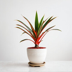 Illustration of potted red-edged dracaena plant white flower pot Dracaena marginata isolated white background indoor plants
