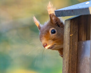 close up of red squirrel on a feeder in the sunshine 