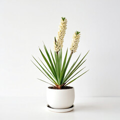 Illustration of potted Yucca plant white flower pot Yucca isolated white background indoor plants
