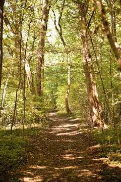 Trees in forest in the spring with sunlight shining through the leaves. Munich Germany