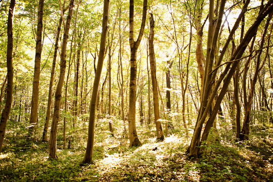 Trees in forest in the spring with sunlight shining through the leaves. Munich Germany