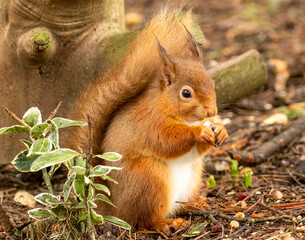 Naklejka na ściany i meble Close up of a hungry little scottish red squirrel eating a nut in the forest