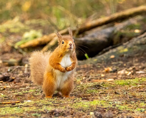 Naklejka na ściany i meble Cute little scottish red squirrel in the forest