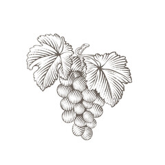 A bunch of grapes with leaves. Engraving style illustrations