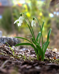 Blühende Schneeglöckchen als Zeigerpflanze für den Vorfrühling - obrazy, fototapety, plakaty