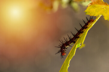 A caterpillar is eating leaf in the forest. The Tawny Caster eating leaves. Acraea terpsicore. macro.