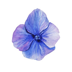 Blue hydrangea watercolor hand drawn flower isolated botanical illustration