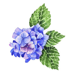 Watercolor blue hydrangea with green leaves isolated on white background hand drawn botanical illustration